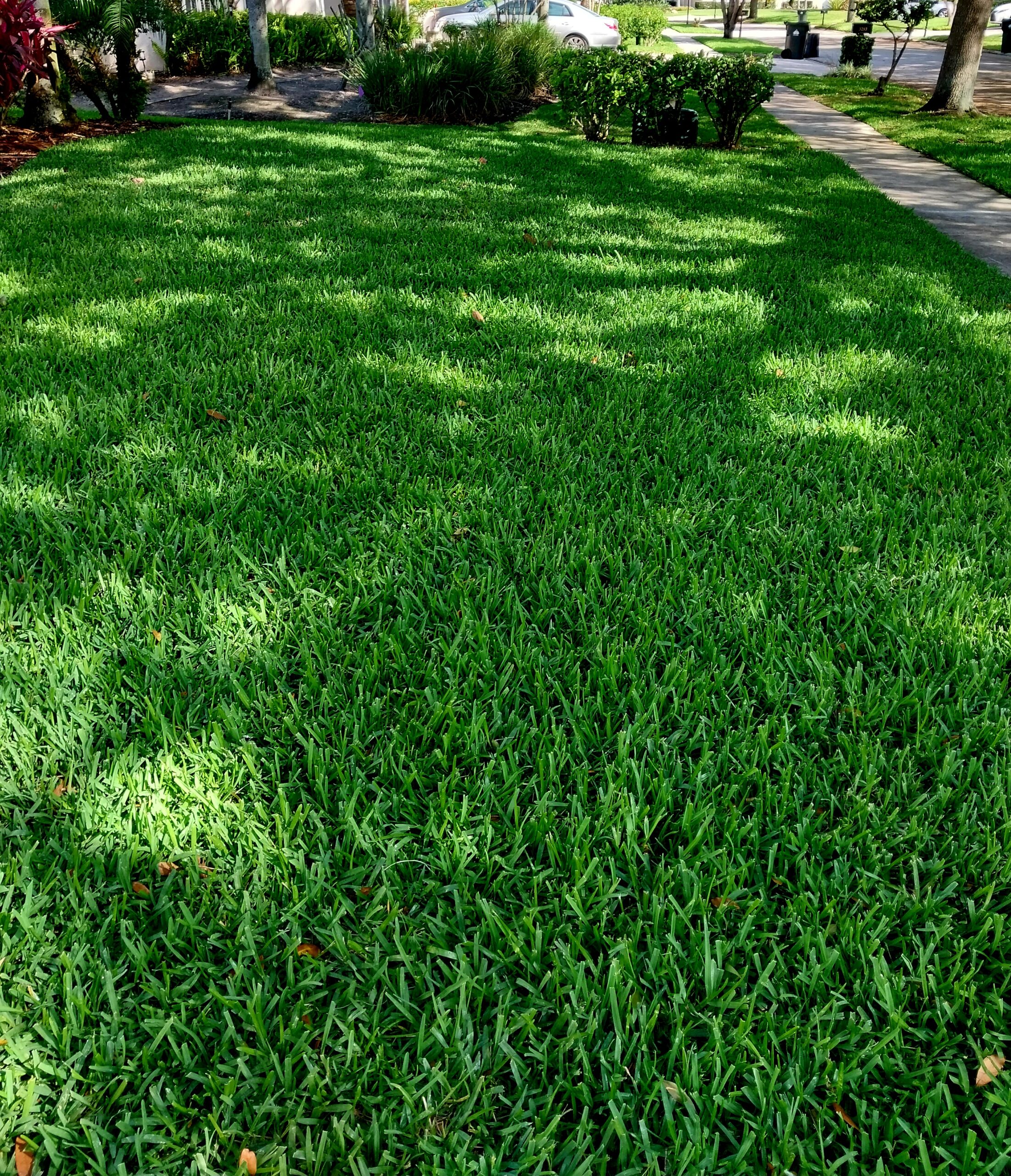 Lawn treatments in Lake Nona