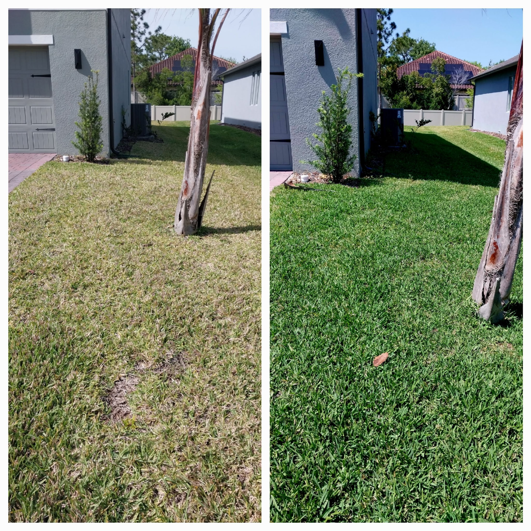 Mr. Greenkeeper Before and After 1 treatment